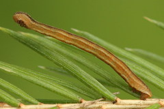 Eupithecia tantillaria
