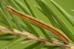 Eupithecia tantillaria