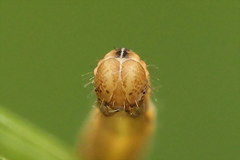 Eupithecia tantillaria