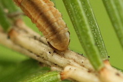 Eupithecia tantillaria