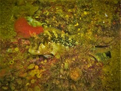 Parablennius postoculomaculatus