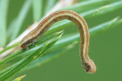 Eupithecia tantillaria