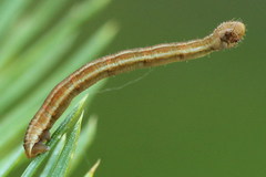 Eupithecia tantillaria