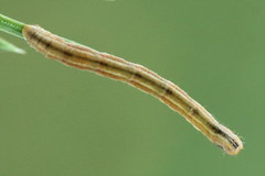 Eupithecia tantillaria