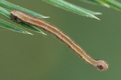 Eupithecia tantillaria