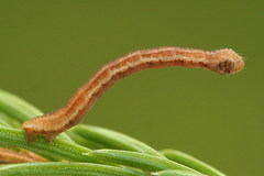 Eupithecia tantillaria