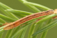 Eupithecia tantillaria