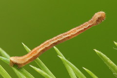 Eupithecia tantillaria
