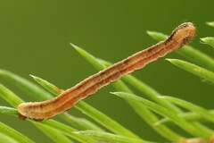 Eupithecia tantillaria
