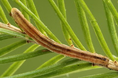Eupithecia tantillaria