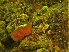 Parablennius postoculomaculatus