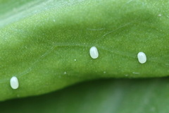 Eupithecia virgaureata