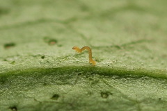 Eupithecia virgaureata