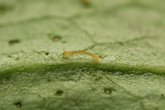 Eupithecia virgaureata