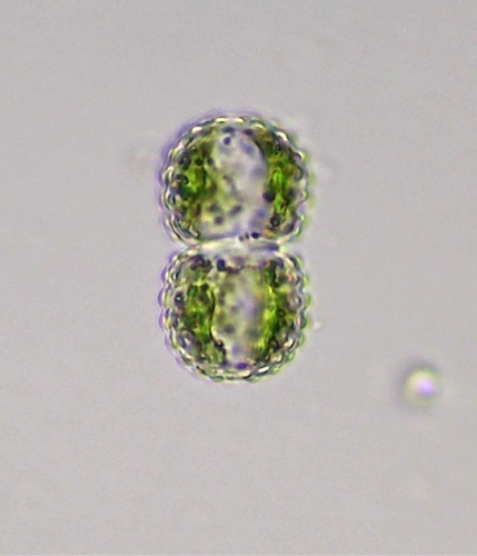 Cosmarium amoenum