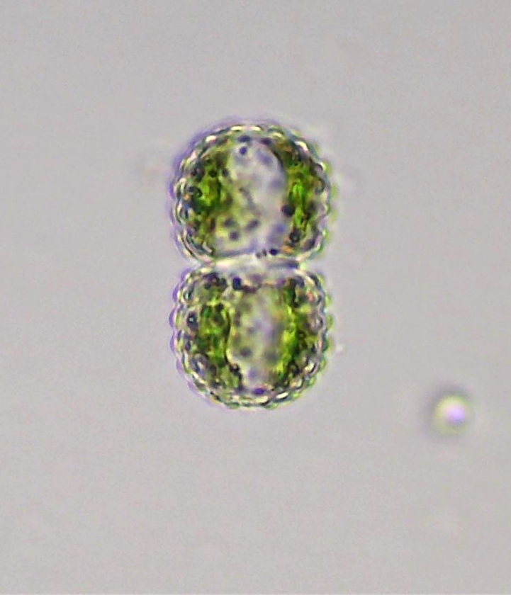 Cosmarium amoenum