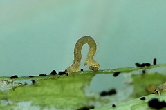 Eupithecia virgaureata