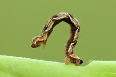 Eupithecia virgaureata