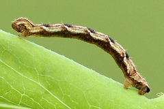 Eupithecia virgaureata