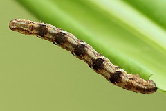 Eupithecia virgaureata