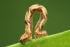 Eupithecia virgaureata