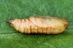 Eupithecia virgaureata