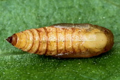 Eupithecia virgaureata