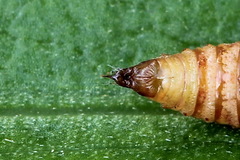 Eupithecia virgaureata
