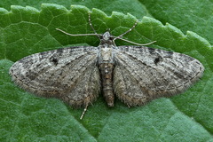 Eupithecia virgaureata