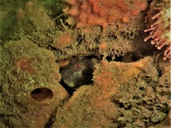 Parablennius postoculomaculatus