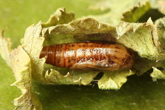 Eupithecia virgaureata