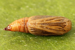 Eupithecia virgaureata