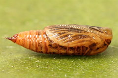 Eupithecia virgaureata