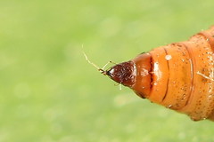 Eupithecia virgaureata