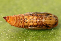 Eupithecia virgaureata