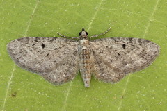 Eupithecia virgaureata