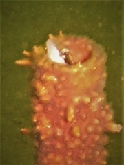 Aspidontus dussumieri