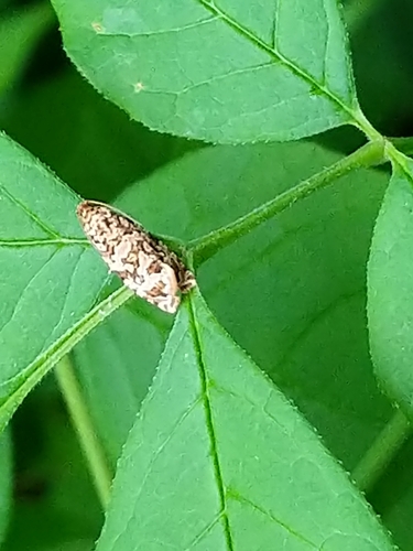 Labyrinth Moth