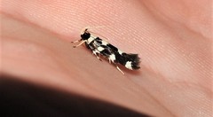 Macrobathra sarcoleuca