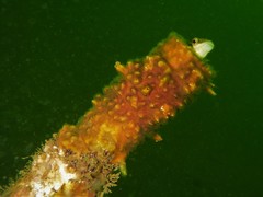 Aspidontus dussumieri