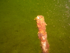 Aspidontus dussumieri