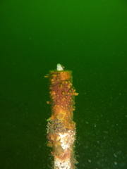 Aspidontus dussumieri