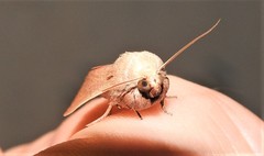 Leucania abdominalis