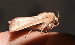 Leucania abdominalis