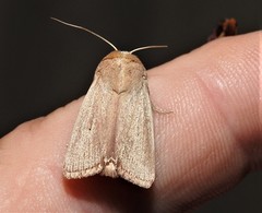 Leucania abdominalis