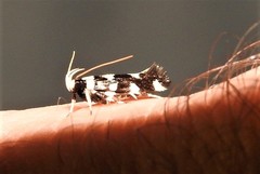 Macrobathra sarcoleuca