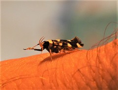 Macrobathra sarcoleuca