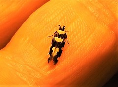 Macrobathra sarcoleuca