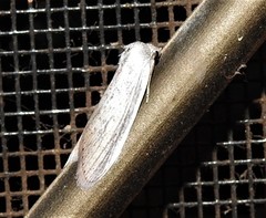 Prionopterina grammatistis