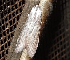 Prionopterina grammatistis